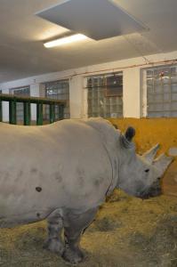 Tudi nosorogi se radi grejejo z IR paneli Sundirect